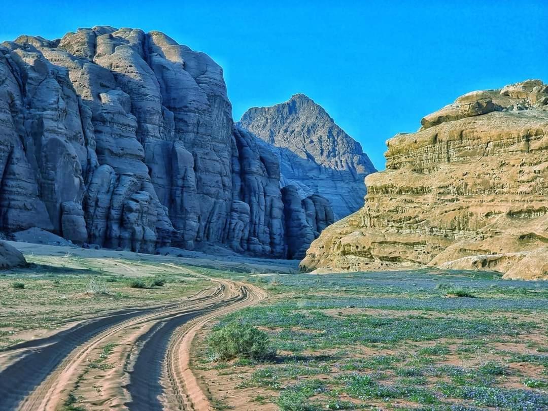 Shaheen Camp Ваді-Рам Екстер'єр фото